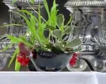 Pachamama riual bowl on altar