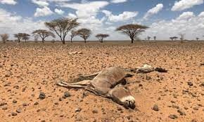 Madagascar strvation and drought 2021