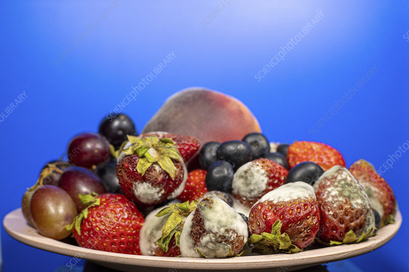 Rotting fruit